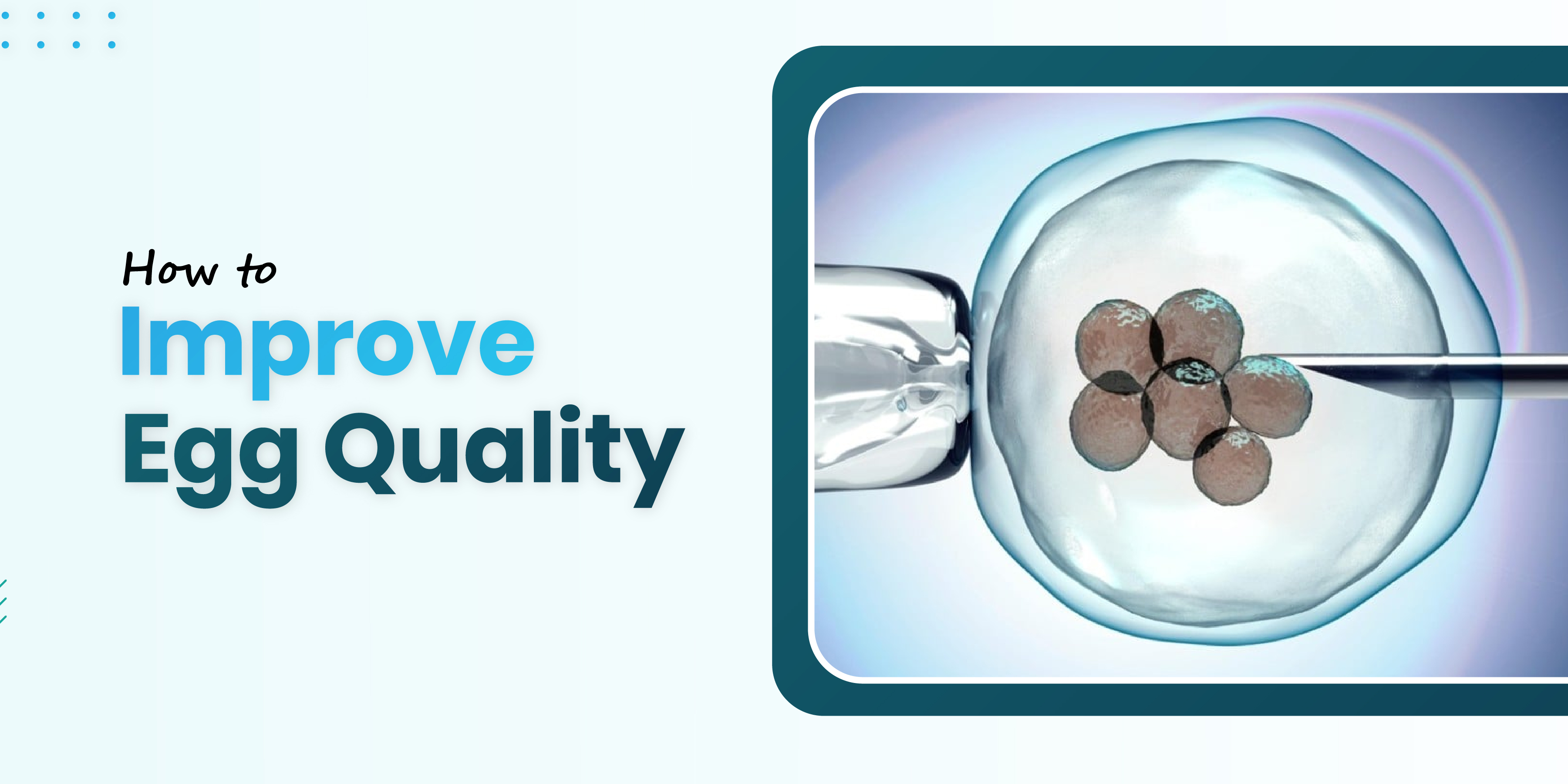 How to Improve Egg Quality?